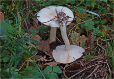 Гриб из Москва