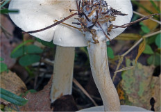 Гриб из Москва