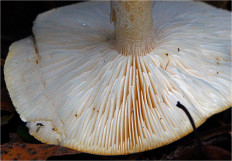 Гриб из Москва