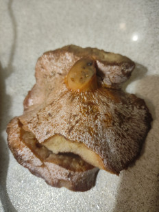 Гриб из Пермь