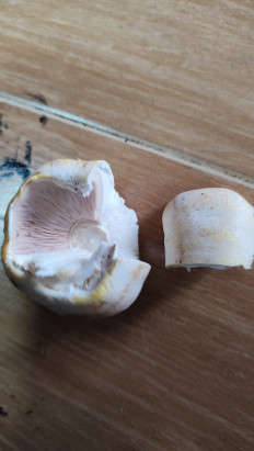 Гриб из Ставрополь