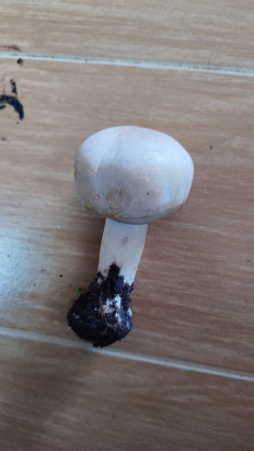 Гриб из Ставрополь