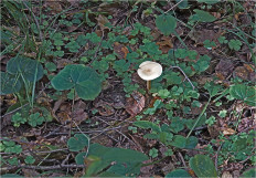 Гриб из Москва