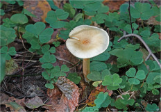 Гриб из Москва