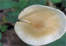 Гриб из Москва