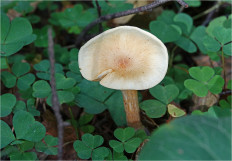 Гриб из Москва