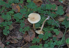 Гриб из Москва