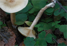 Гриб из Москва