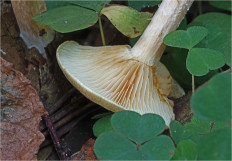 Гриб из Москва