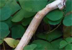 Гриб из Москва