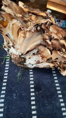 Гриб из Lübeck