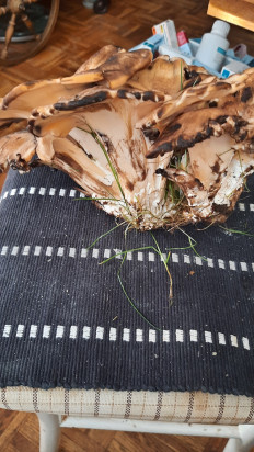 Гриб из Lübeck