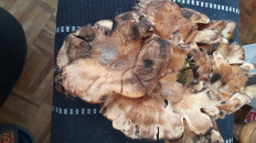 Гриб из Lübeck