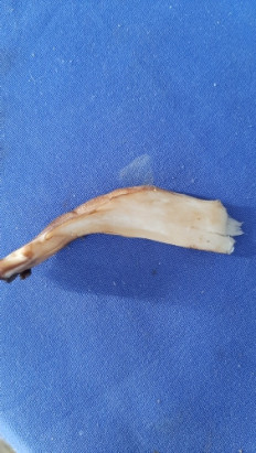 Гриб из Lübeck