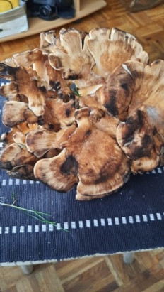 Гриб из Lübeck