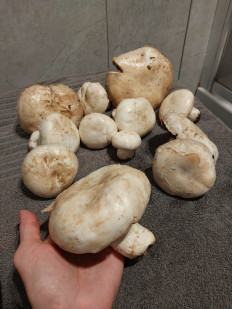 Гриб из Zaporoze