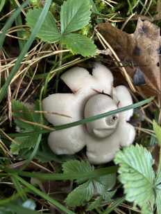 Гриб из Брянск