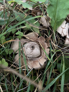 Гриб из Брянск