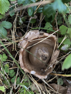 Гриб из Брянск