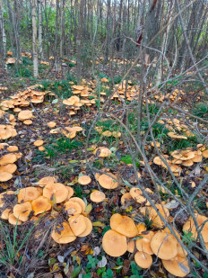 Phaeolepiota aurea - Феолепиота золотистая