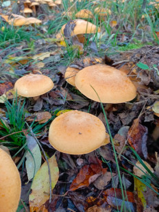 Phaeolepiota aurea - Феолепиота золотистая