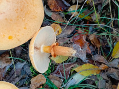 Phaeolepiota aurea - Феолепиота золотистая