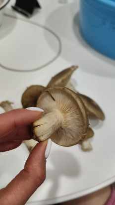 Гриб из Армавир