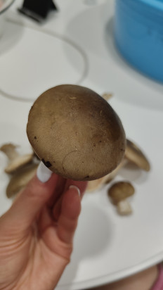 Гриб из Армавир