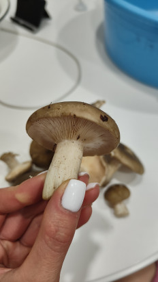 Гриб из Армавир