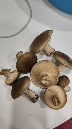 Гриб из Армавир