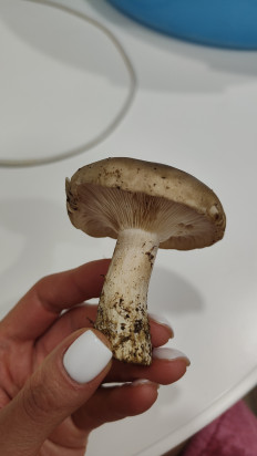 Гриб из Армавир