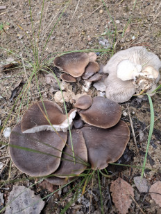 Гриб из Гомель