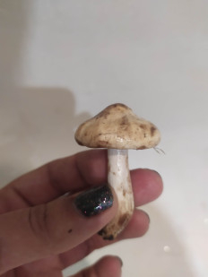 Гриб из Балашиха