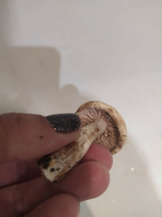 Гриб из Балашиха