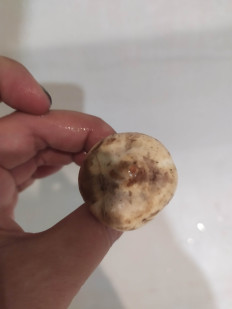 Гриб из Балашиха