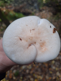 Гриб из Всеволожск