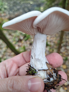 Гриб из Всеволожск