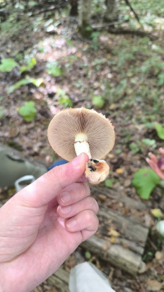 Гриб из Кореновск