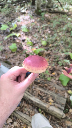 Гриб из Кореновск