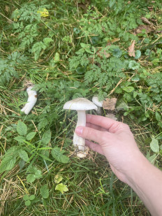 Гриб из Калуга