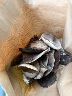 Гриб из Запорожье