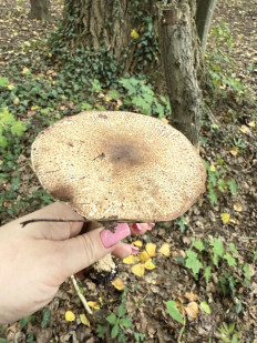 Гриб из Запорожье