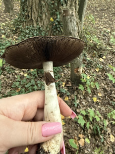 Гриб из Запорожье