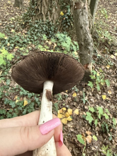 Гриб из Запорожье