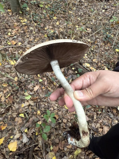 Гриб из Запорожье