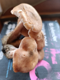 Гриб из Ульяновск