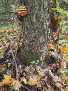 Гриб из ЧЕБОКСАРЫ