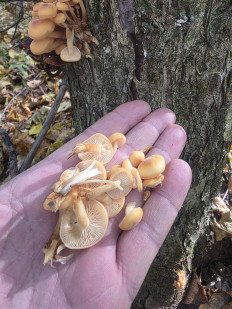 Гриб из ЧЕБОКСАРЫ