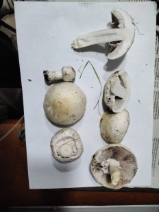 Гриб из с.Кевсала