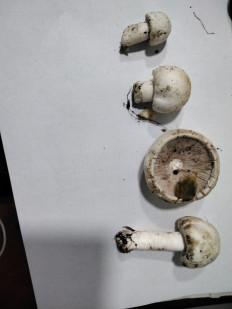 Гриб из с.Кевсала